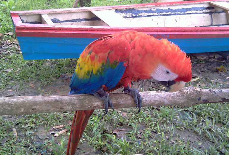 a bird by our old boat