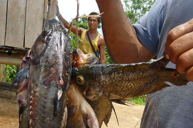 fresh fish from the river